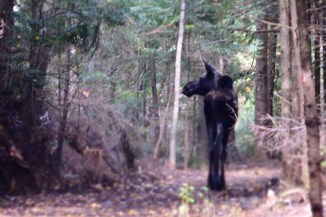 4-Day Canadian Camping Road Trip (Moose On The Loose)