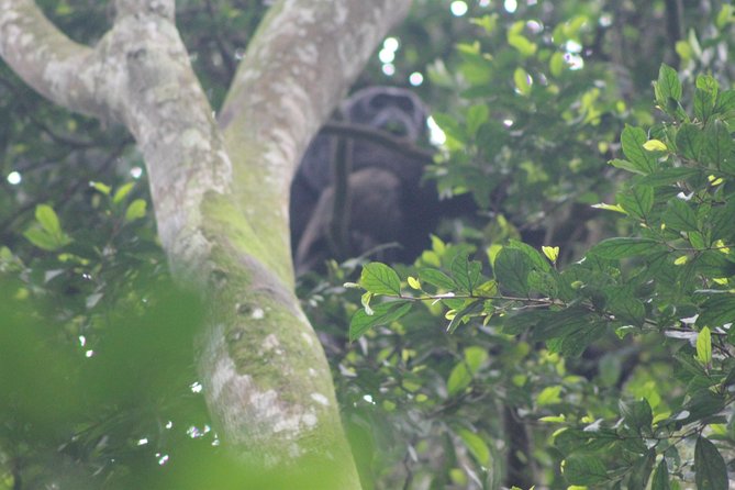 4 Day Gorilla Trekking & Golden Monkeys