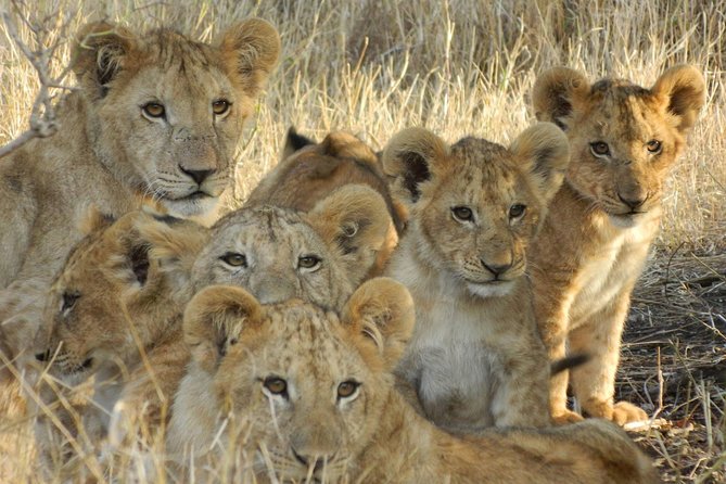 4-Day Masai Mara and Lake Nakuru Safari From Nairobi.