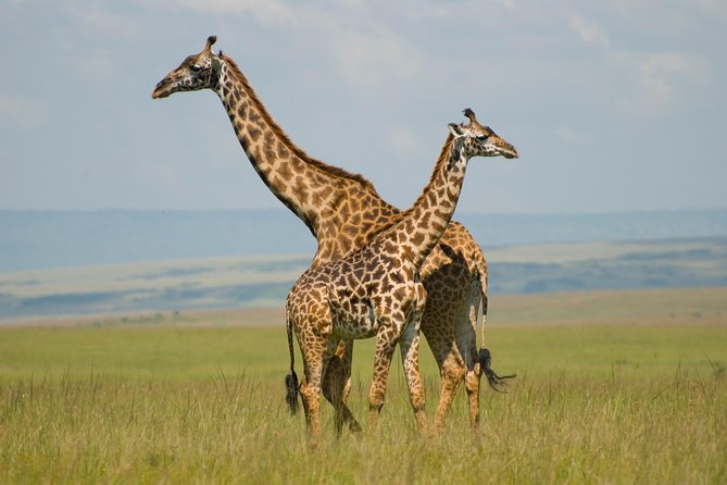 4 Day Masai Mara & Lake Nakuru Group Joining Camping Safari - Daily Departures
