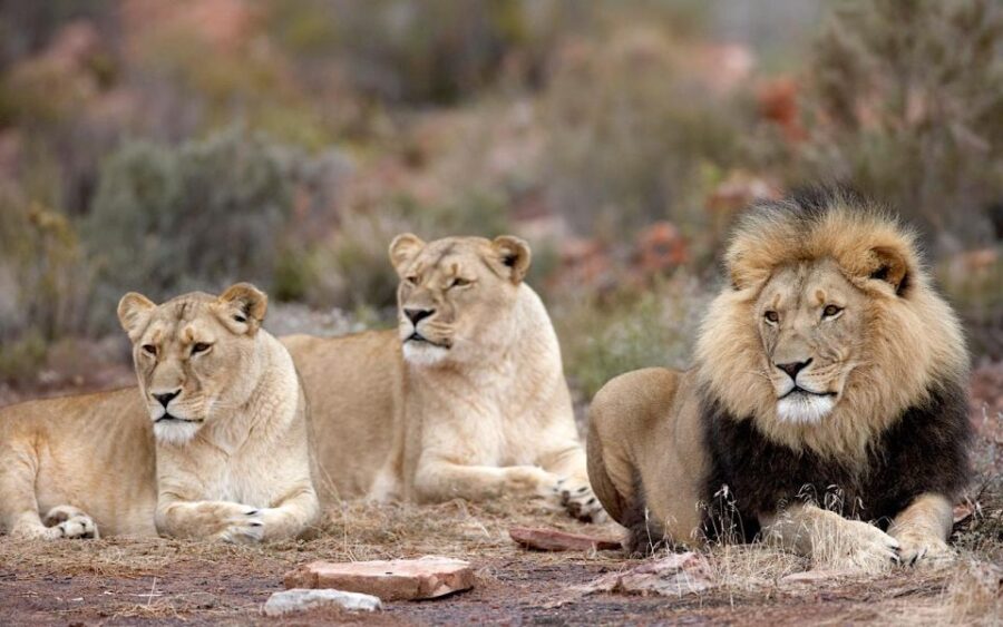 4-Day Private Highlights Tour & Overnight Big5 Aquila Safari