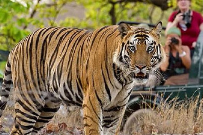4-Day Private Tour of Delhi Agra and Jaipur With Tiger Safari - Tour Overview