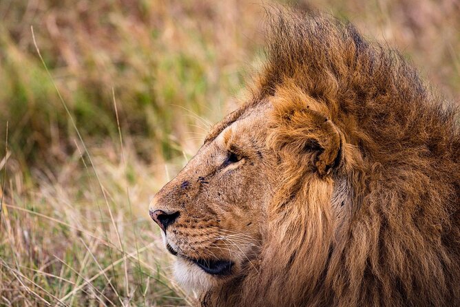 4-Day Simba Safari – Mid Range Tour