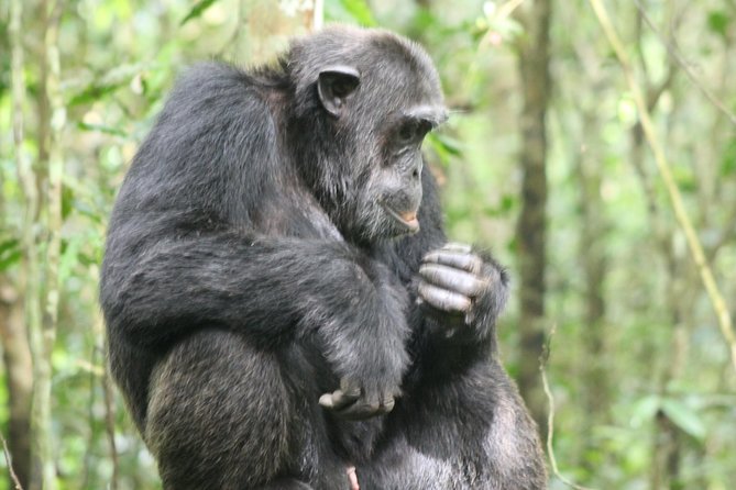 4-Day Uganda Gorilla Trekking and Wildlife Safari