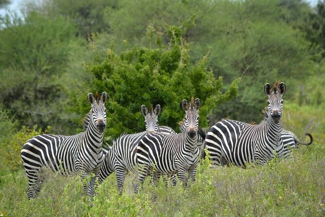 4 Days 3 Nights Selous (Nyerere National Park) & Mikumi Adventure