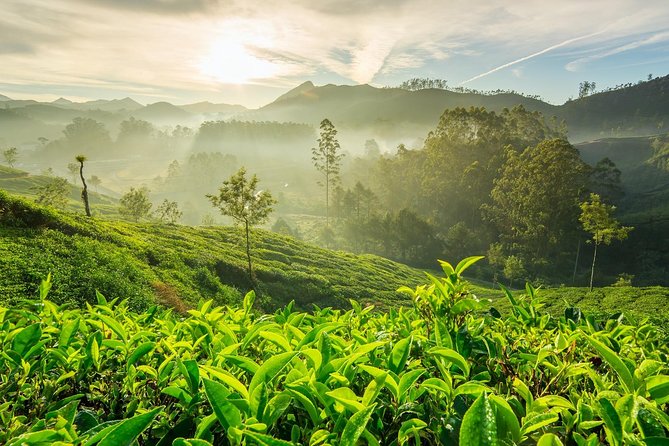 3 Best 4 Day Tours In Kochi