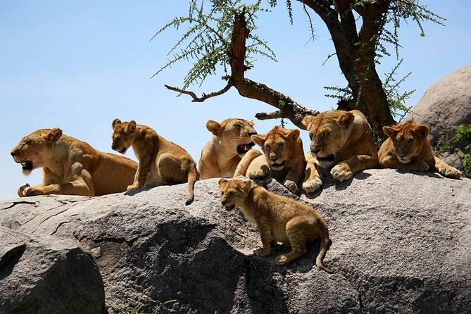 4: Days Big Five Safari