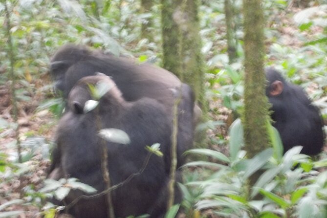 6 Best 4 Day Tours In Kampala