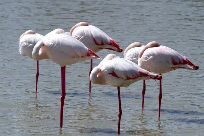 4 Days Kenyan Wildlife Safari