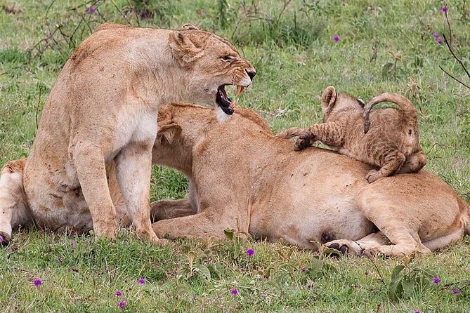 4 Days Lodge &Camping Tarangire,Serengeti, Ngorongoro Safari Tour