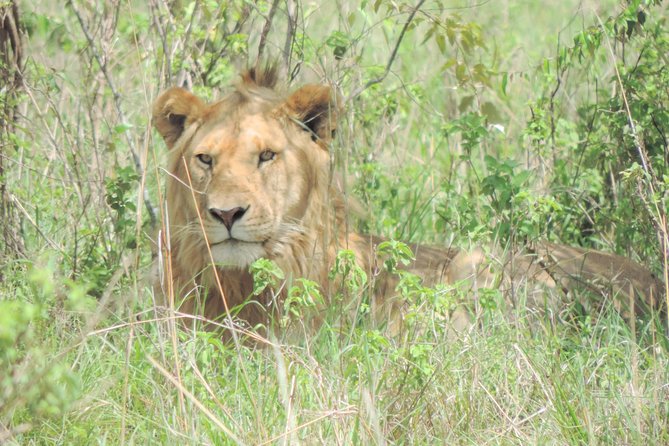 4 Days Masai Mara & Lake Nakuru Budget Safari From Nairobi