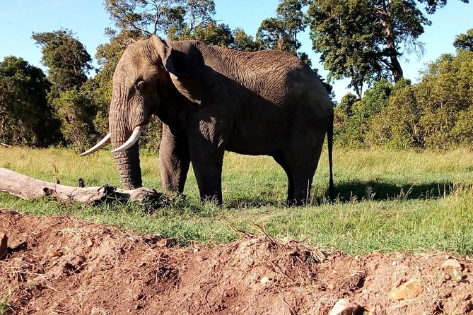 5 Best National Park Tours In Maasai Mara National Reserve