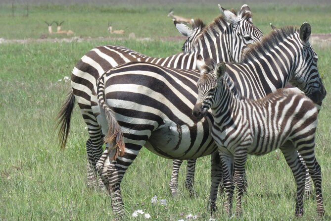 4 Days Tanzania Private Safari | Serengeti , Ngorongoro & Tarangire Safari