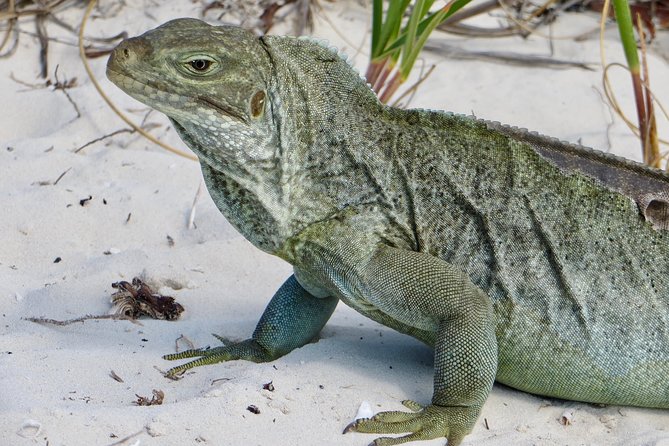 4-Hour Catamaran Sail and Snorkel Tour From Grace Bay