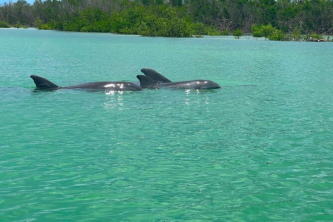 4-Hour Guided Kayak Adventure in Bonita Springs