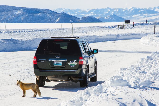 4 Hour Snowshoe in Grand Teton National Park - Exploring the Greater Yellowstone Ecosystem