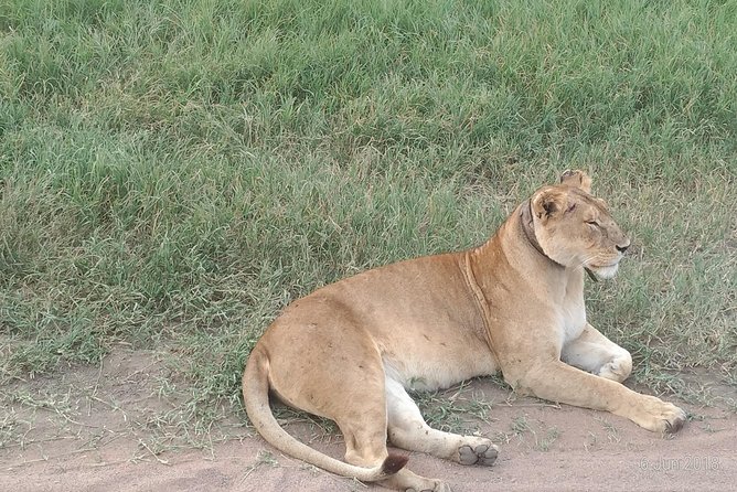 4days Safari