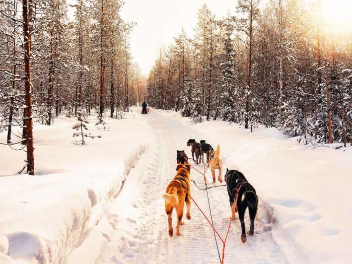 4hr Dog Sledding Trip on Finnmarksvidda