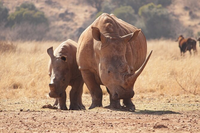 4Hrs Tour Nairobi National Park Morning Game Drive Group Joining - Tour Overview