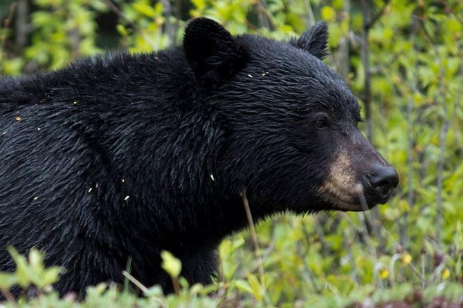 5.5-Hour Jasper Wildlife and Waterfalls Tour With Maligne Lake Cruise From Jasper