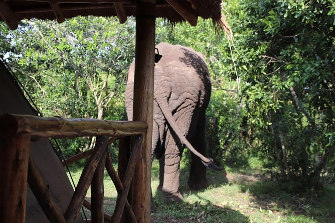 5 Day Gorillas, Wildlife and Kalinzu Forest Chimp Trek