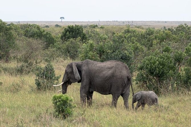 5-Day Masai Mara Lake Nakuru and Naivasha Small-group Safari Tour - Tour Details