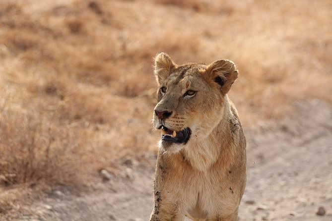 5 Day Serengeti, Tarangire, & Ngorongoro & Manyara Grass Root Safari.