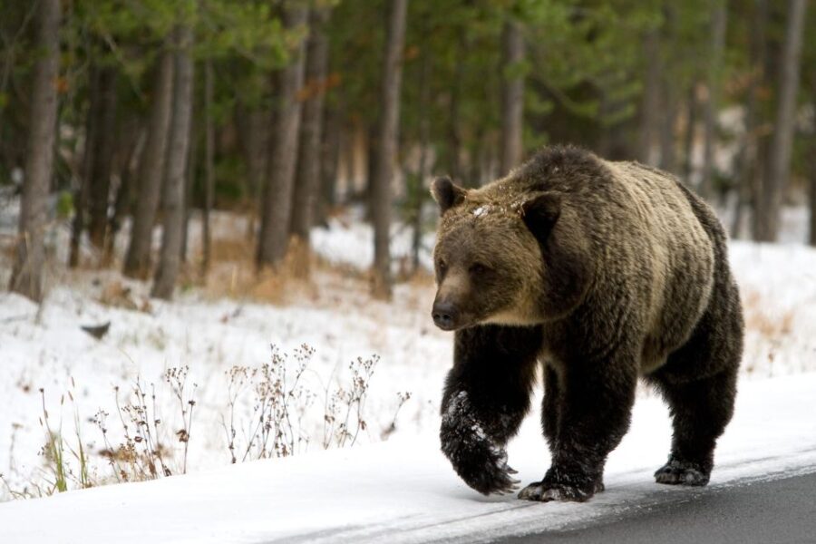 5-Day Winter Yellowstone Wildlife Tour - Tour Overview