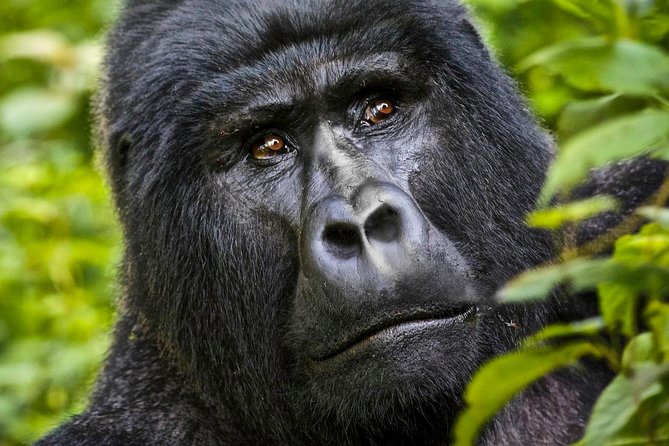 5 Days Gorilla & Wildlife Safari in Uganda - Tour Overview