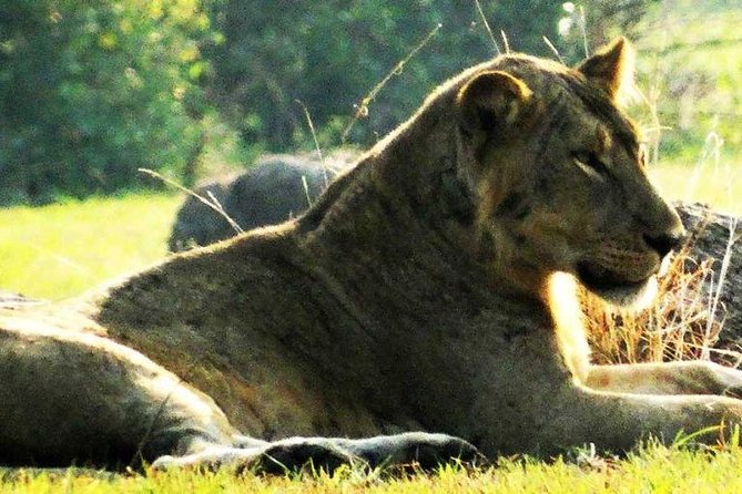 5 Days Gorillas And Game Safari