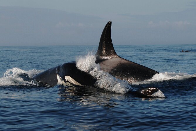 5 Days in Vancouver Multiactivity Adventure Tour - Transportation Options