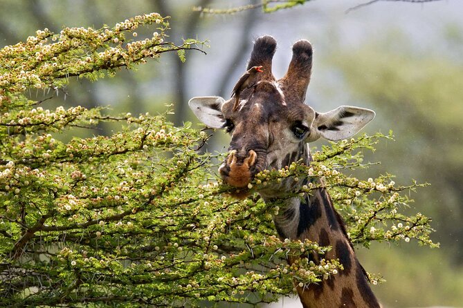 5 Days Lodge Luxury: A Taste of Tanzania Safari