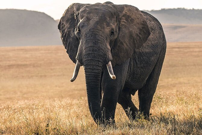 5 Days Safari Northern Circuit Of Tanzania