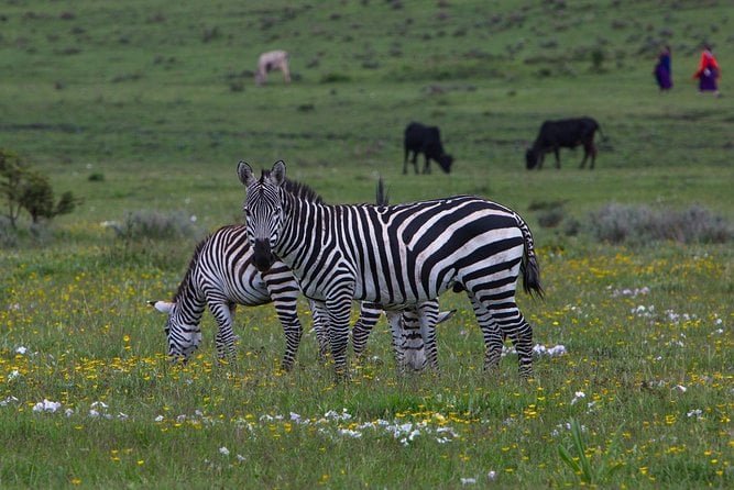 5 Days Tarangire, Serengeti, Ngorongoro & Manyara Mid-Range Camping Safari Tour