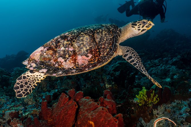 5 Fun Dives in Pemuteran (For Certified Divers) – Exploration in Menjangan Park