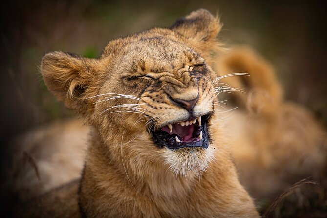 5HRS Nairobi National Park Early Morning Private Tour 4x4 Vehicle - Explore Nairobi National Park