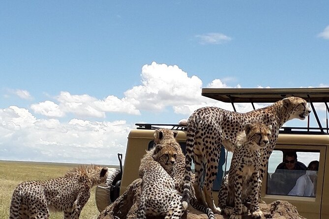 6 Day Group Camping Safari Tarangire Serengeti Ngorongoro Manyara