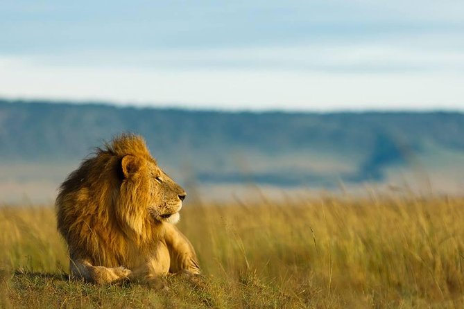 6 Day Migration Safari (Ngorogoro Crater Ndutu Central Serengeti
