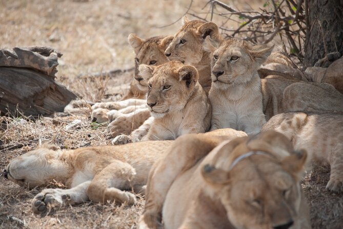 6-Day Private Camping Safari Tour From Kilimanjaro Airport