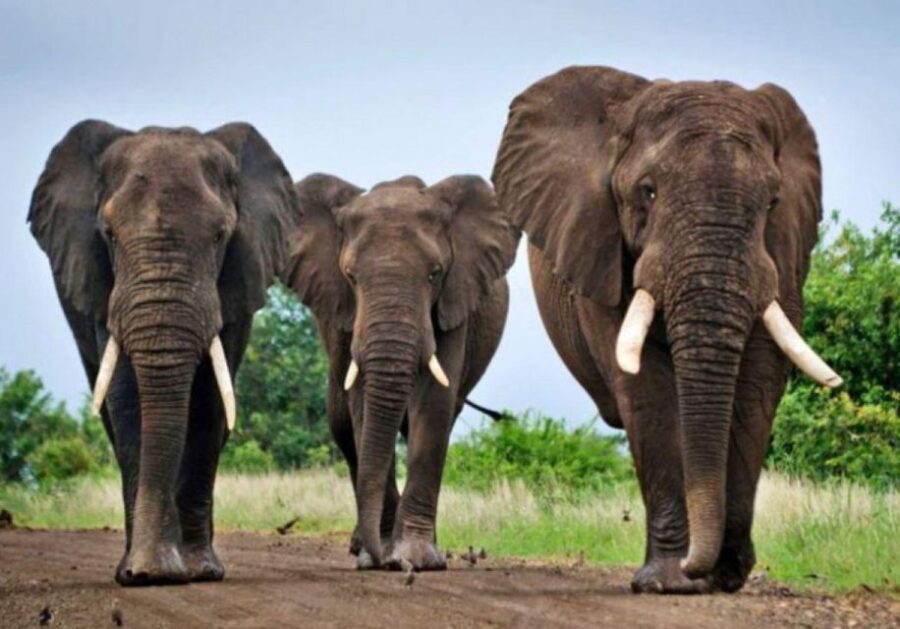 6 Day Small Group Garden Route Tour From Cape Town