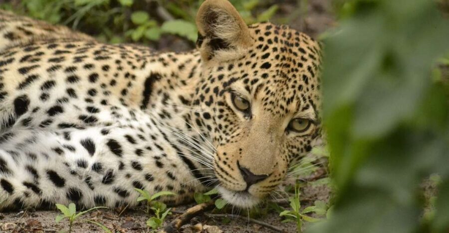 6-Day Sri Lanka History, Wildlife, Hill Country, Beaches - Tour Overview