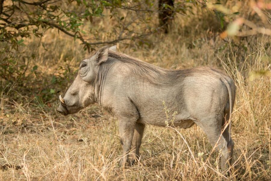 6 Days Cape Town & Kruger National Park Safari - Exploring Cape Towns Highlights