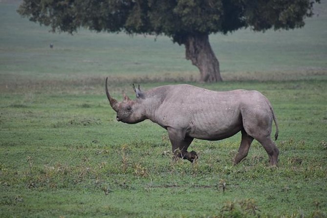6 Days: Classic Camping( Tarangire, Manyara, Serengeti And Ngorongoro).