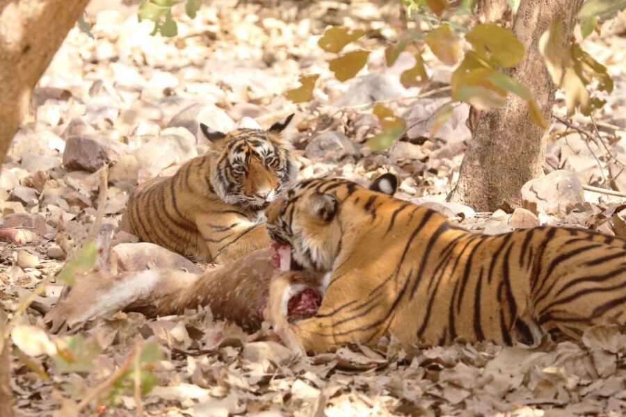 6 Days Golden Triangle Private Tour With Ranthambore - Tour Overview