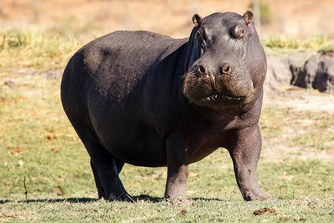 6 Days Guided Safari: Nairobi / Lake Nakuru / Lake Naivasha / Masai Mara N R