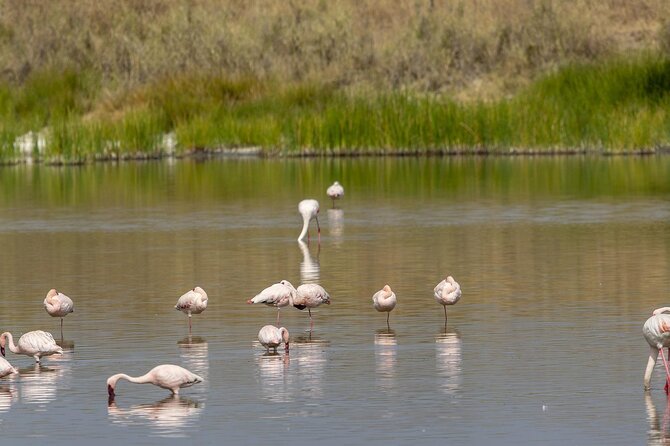6 Days Tanzania Luxury Lodging Safari