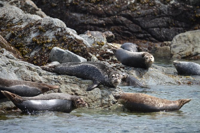 6 Hour Zodiac Whale Watching Tour