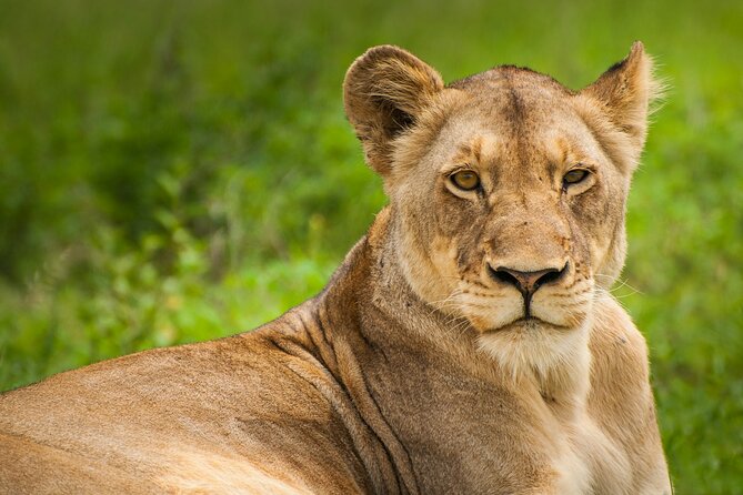 6 Hours Nairobi National Park and Giraffe Center Tour