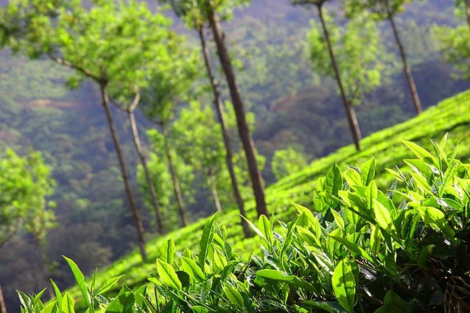 6 Nights 7 Days Kerala Private Tour With Hillstations,Backwater &Beaches