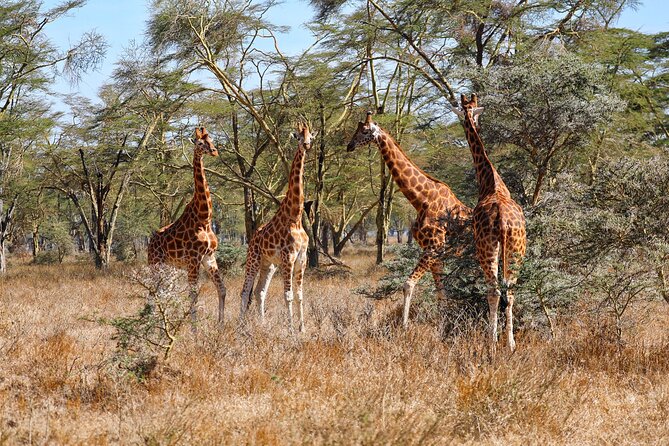 6days Masai Mara-Lake Nakuru via Lake Naivasha-Amboseli 4x4 Jeep Safari - Accommodation Options